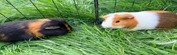 Guinea Pig rodents for sale: Guinea pigs  - Advert 13