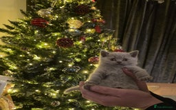 British Shorthair cats for sale: X2 British shorthair female kittens  - Advert 8