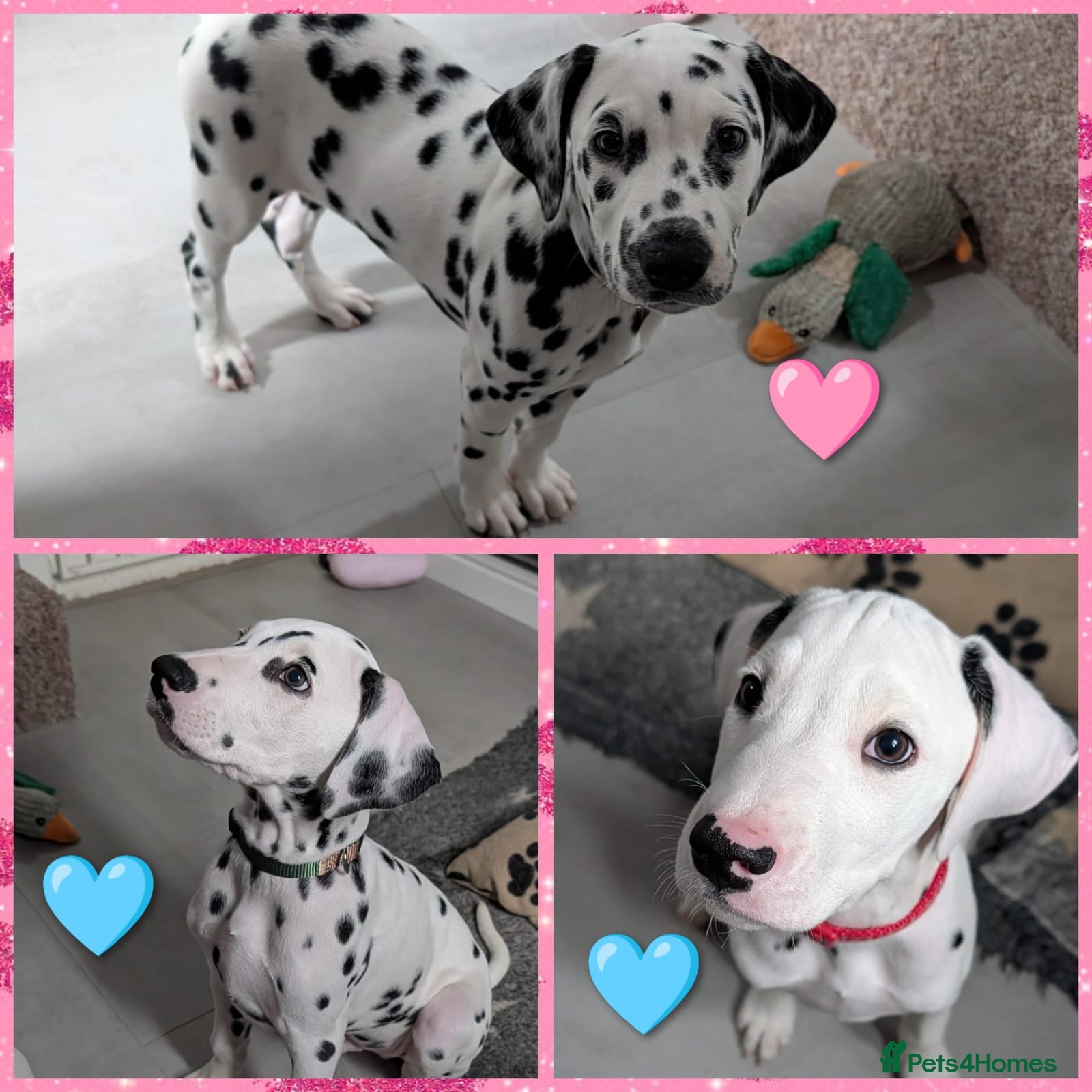 Dalmatian dogs Dalmatian puppies ready advert fully - Advert 1