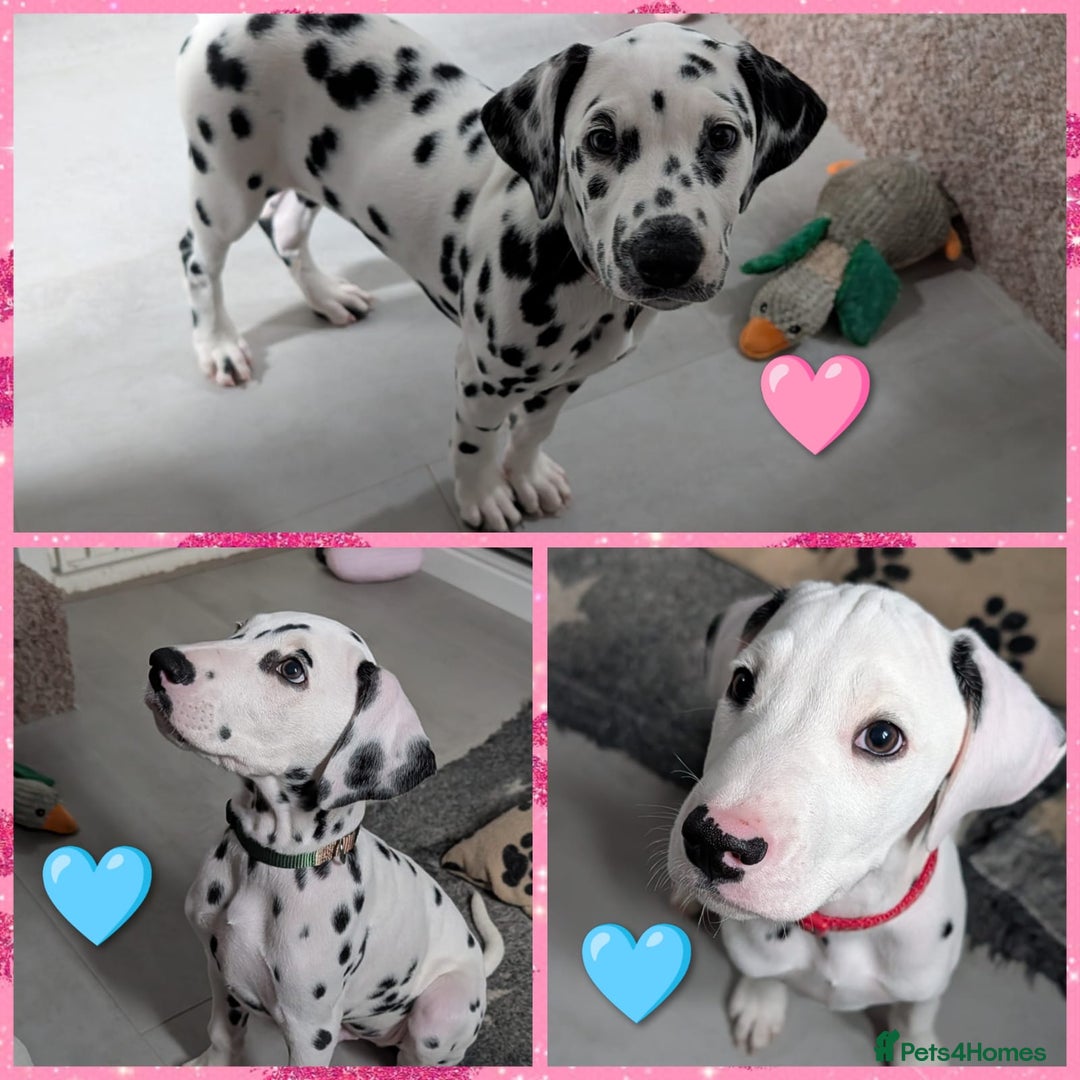 Dalmatian dogs for sale: Dalmatian puppies ready advert fully - Advert 1