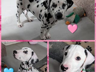 Dalmatian dogs Dalmatian puppies ready advert fully - Advert 1