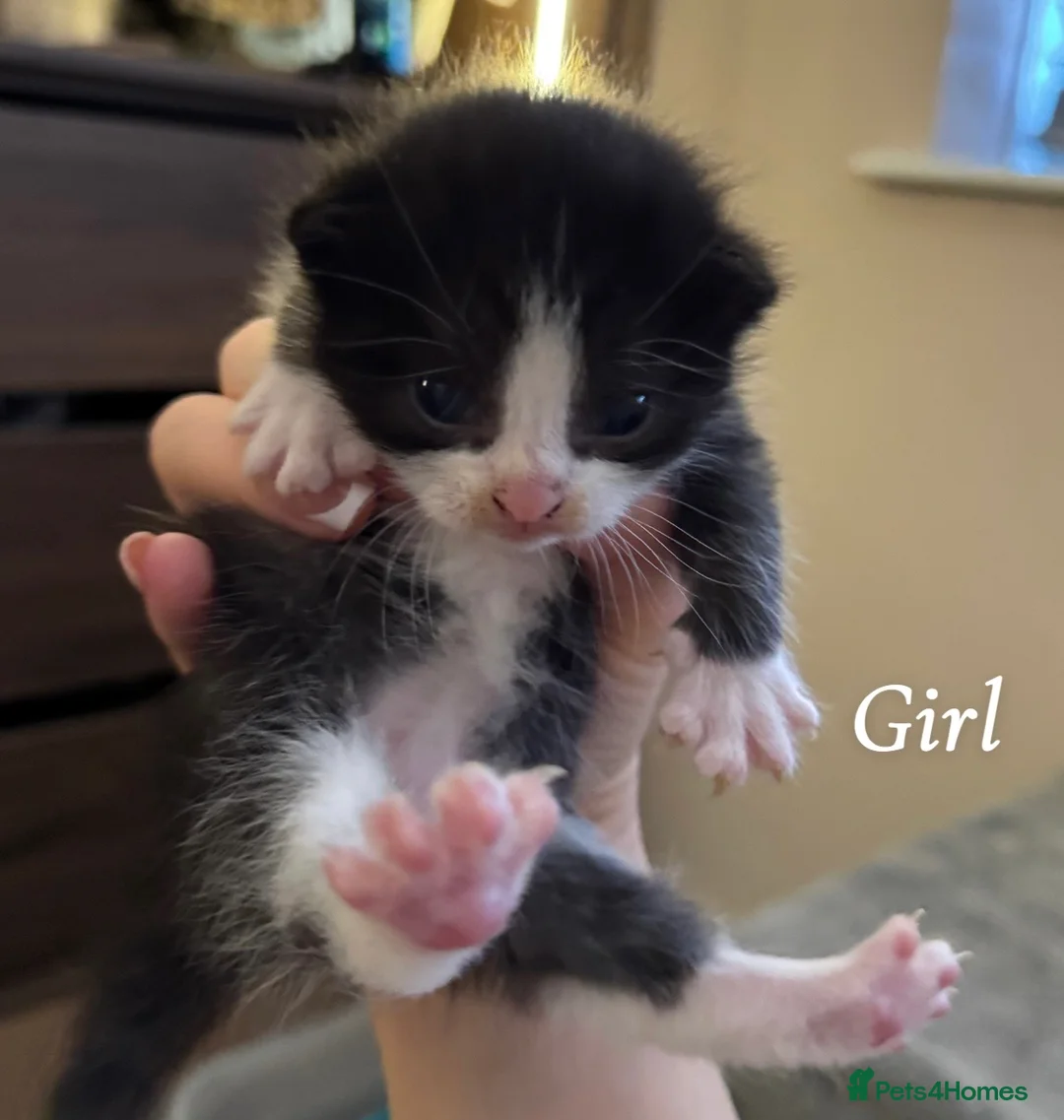 Mixed Breed cats for sale: Sphynx cross kittens x5 - Advert 27