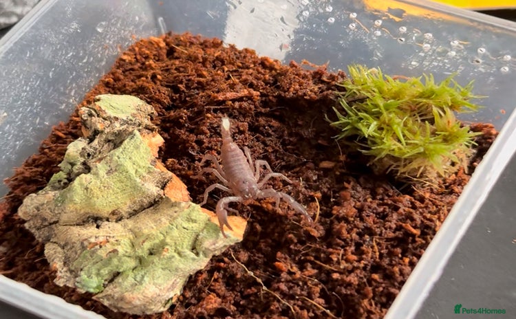 Scorpions invertebrates - Advert 1
