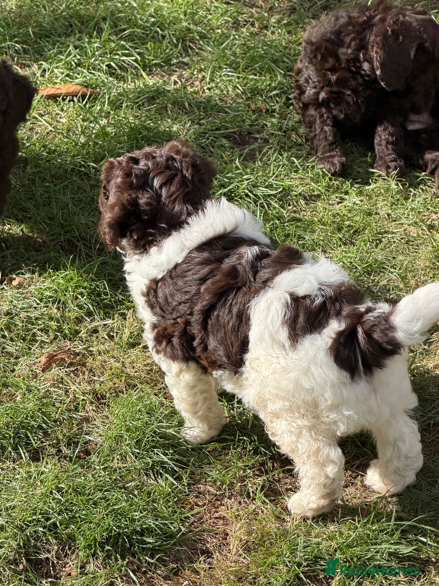 Cockapoo dogs F1b Cockapoos 5⭐️ Licensed Breeder Full DNA Clear - Advert 2