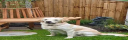 Goldador dogs for sale: 2 stunning Goldador male pups in Wigan - Advert 1