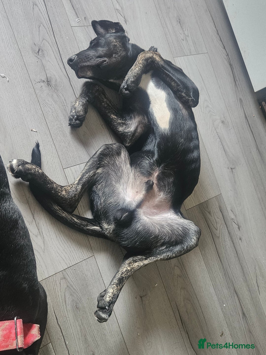 Mixed Breed dogs for sale: Cane corso cross german shepherd  - Image 5
