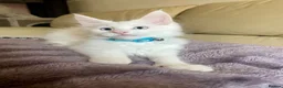 Maine Coon cats for sale: Purebred Maine Coon Boys Needing A Loving Home 😻 - Advert 11