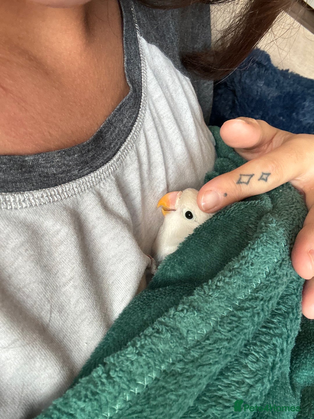 Lovebirds birds for sale: 💚 Lovebird ‘Ace’ – Looking for a Loving Home 💚 - Image 1