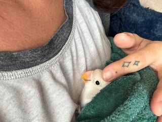 Lovebirds birds - Advert 2