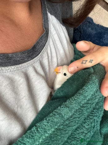 Lovebirds birds - Advert 3