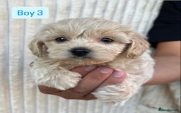 Maltipoo dogs for sale: Blue eyes F1 Maltipoo puppies - Image 8