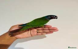 Conures birds for sale: Hand reared Emma’s, roseifrons, pearly conure - Image 5