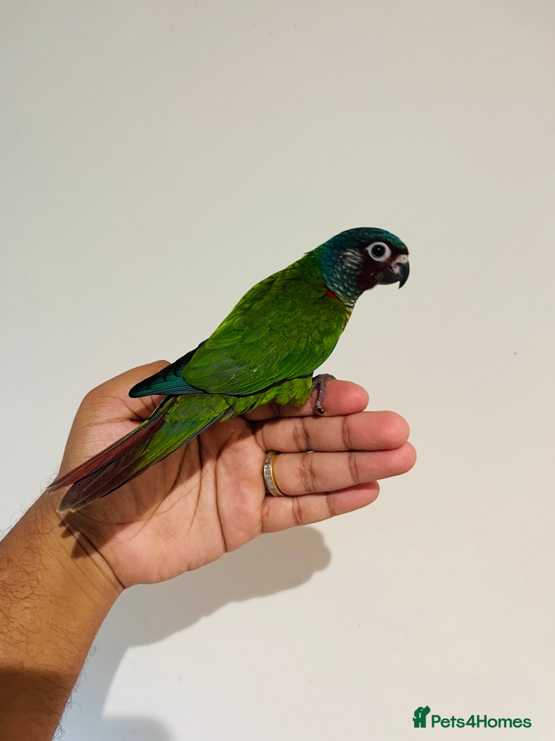 Conures birds for sale: Hand reared Emma’s, roseifrons, pearly conure - Image 5