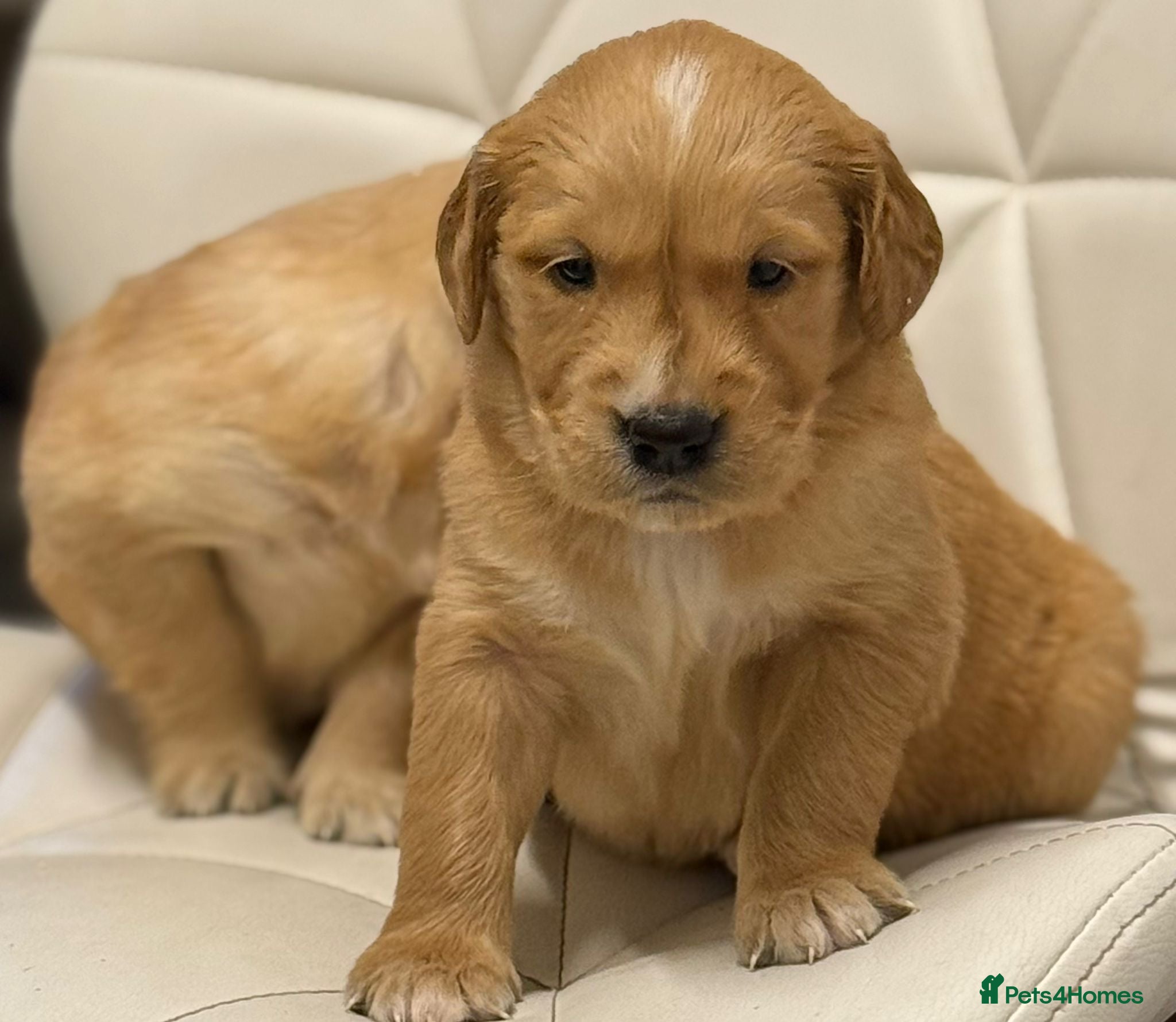 Golden Retriever dogs Health Tested Gold/Red KC Golden Retriever Puppies - Advert 10