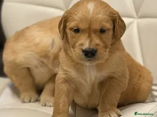 Golden Retriever dogs Health Tested Gold/Red KC Golden Retriever Puppies - Advert 10