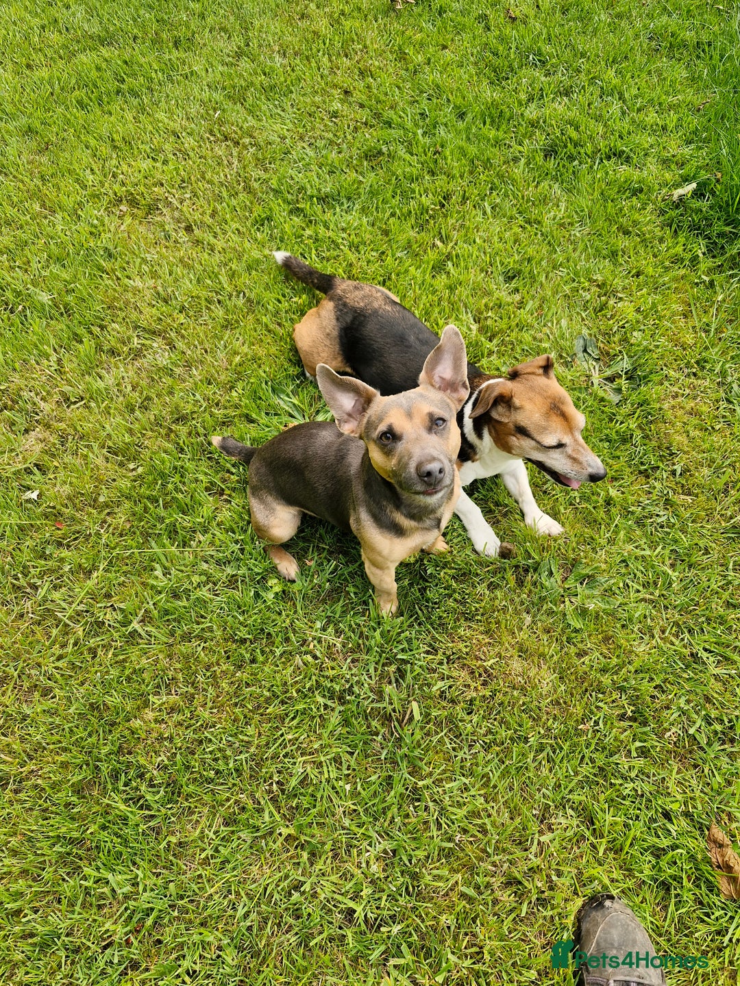 Jack Russell dogs for stud: Blue/lilac JACK russell stud  - Advert 10