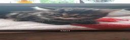 Mixed Breed cats for sale: Kittens For sale - Advert 7