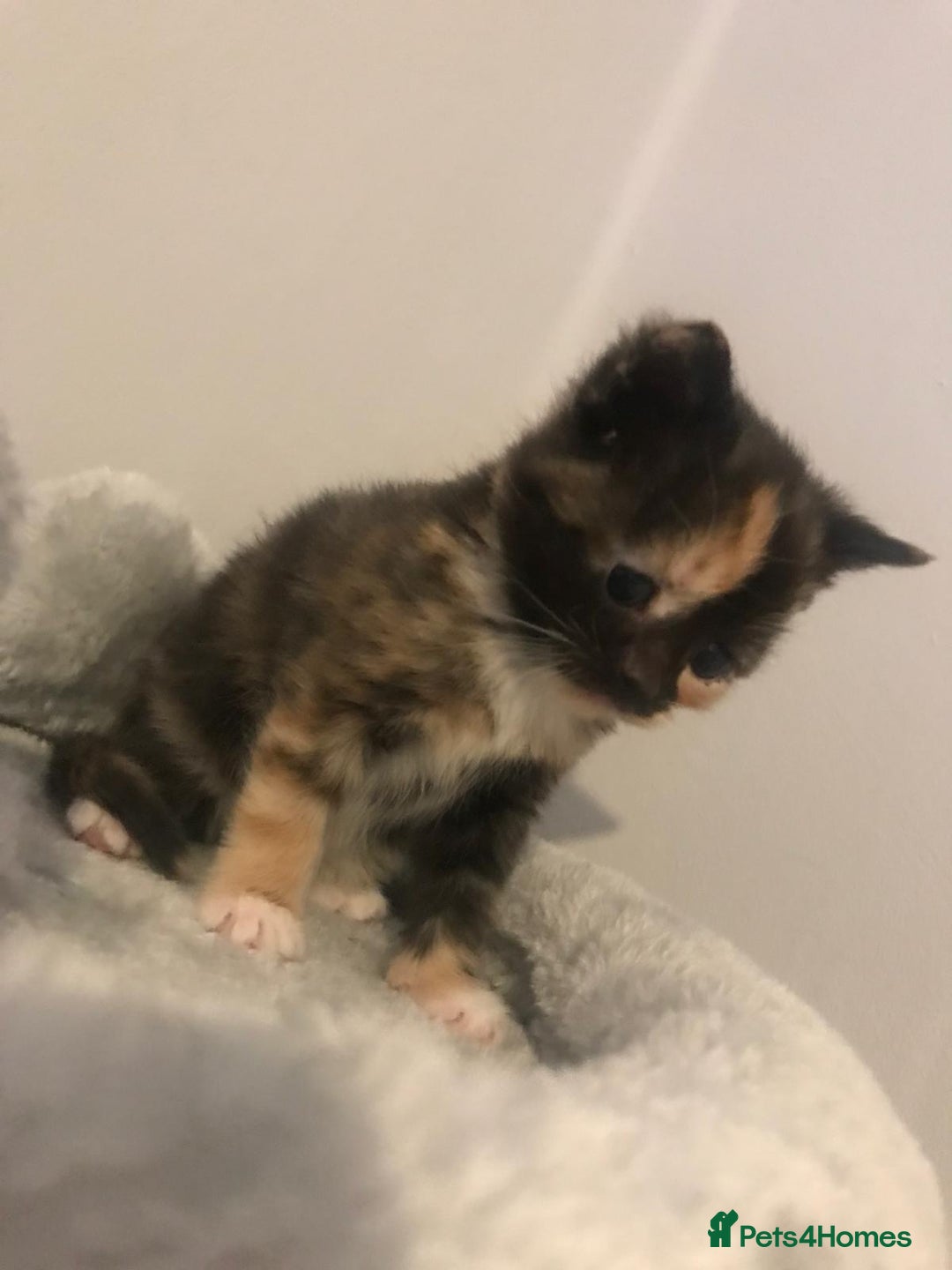 Mixed Breed cats for sale: Adorable half rag doll kittens  - Advert 27