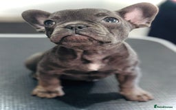 French Bulldog dogs for sale: #Reduced# True miniature French Bulldog - Image 6