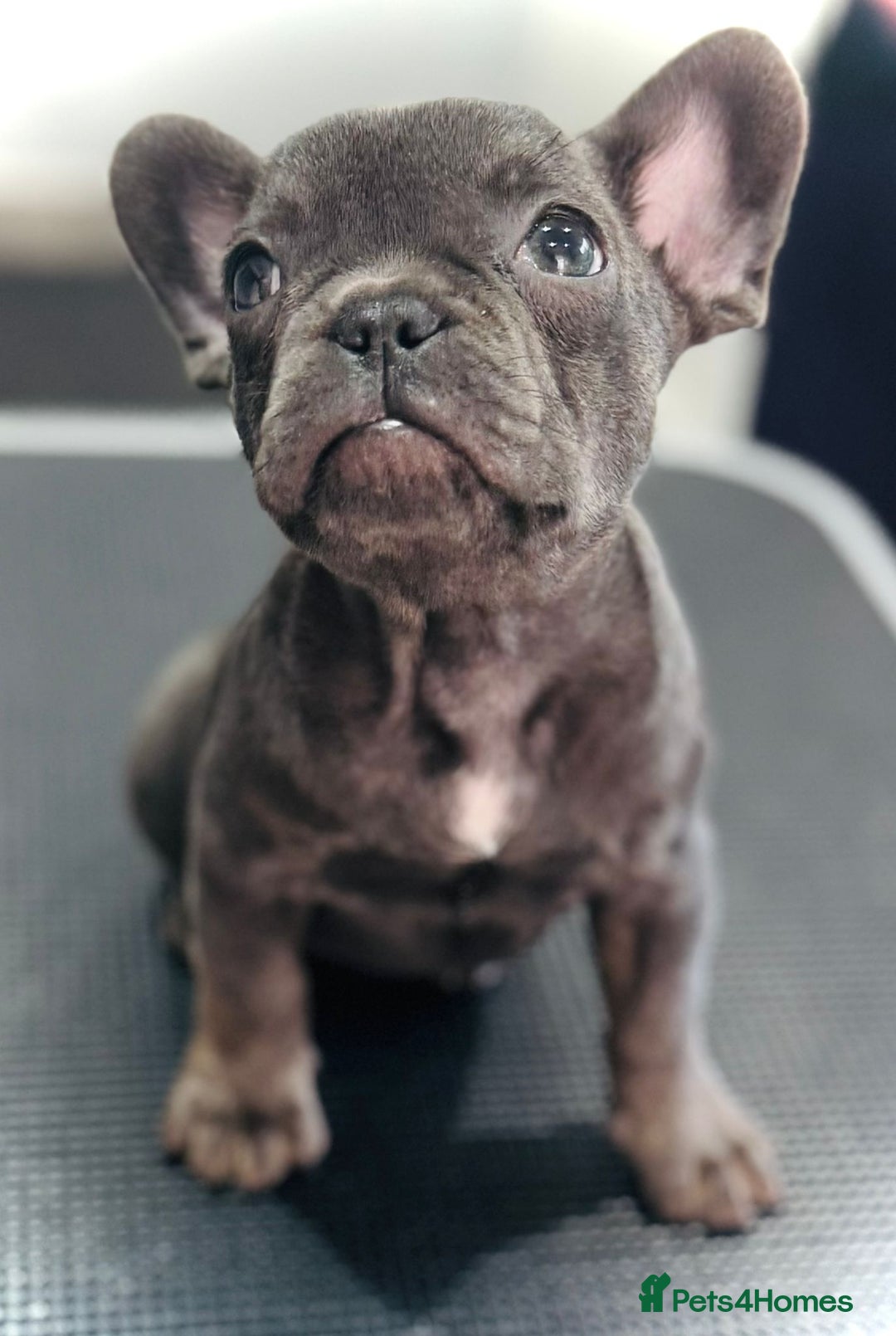 French Bulldog dogs for sale: #Reduced# True miniature French Bulldog - Image 6