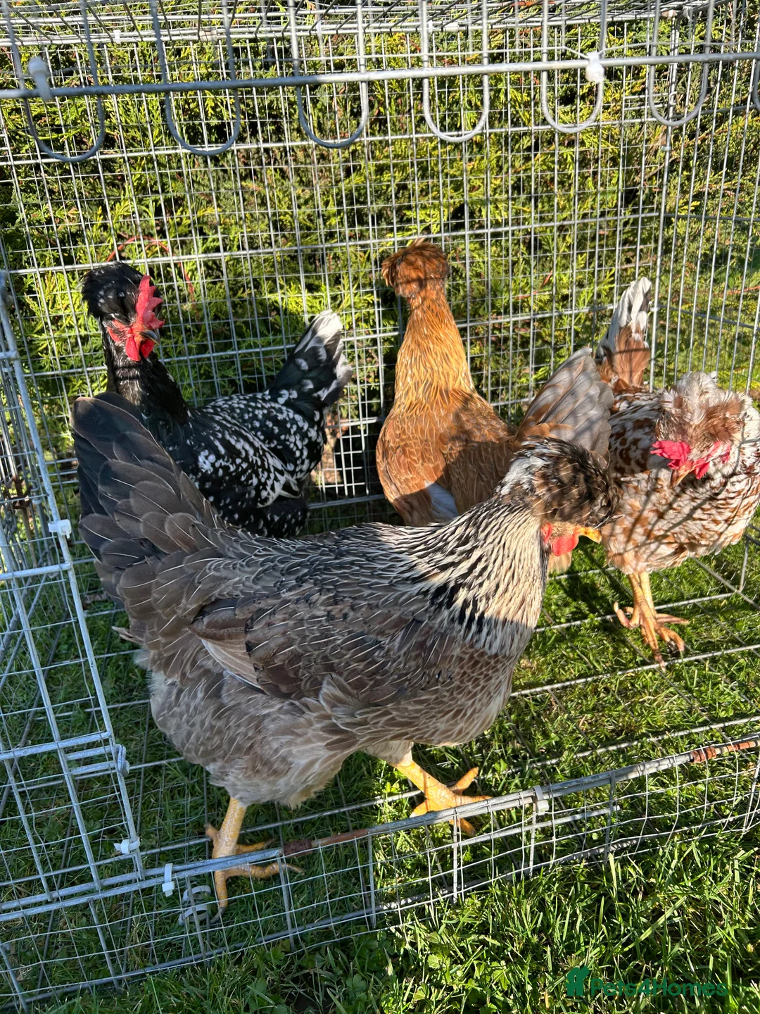 Mixed Breed birds for sale: 4 hens , 1,5 years old  - Advert 4