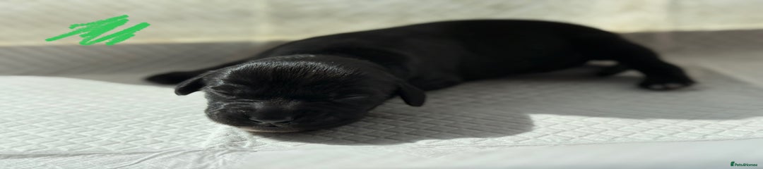 Sprocker Puppy 4