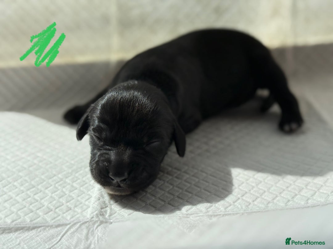 Sprocker dogs for sale: Lovely litter of 5 Sprocker puppies available - Image 6