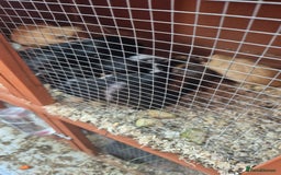Guinea Pig rodents for sale: Baby guinea pigs - Image 3