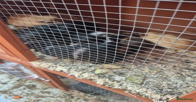 Guinea Pig rodents - Advert 2