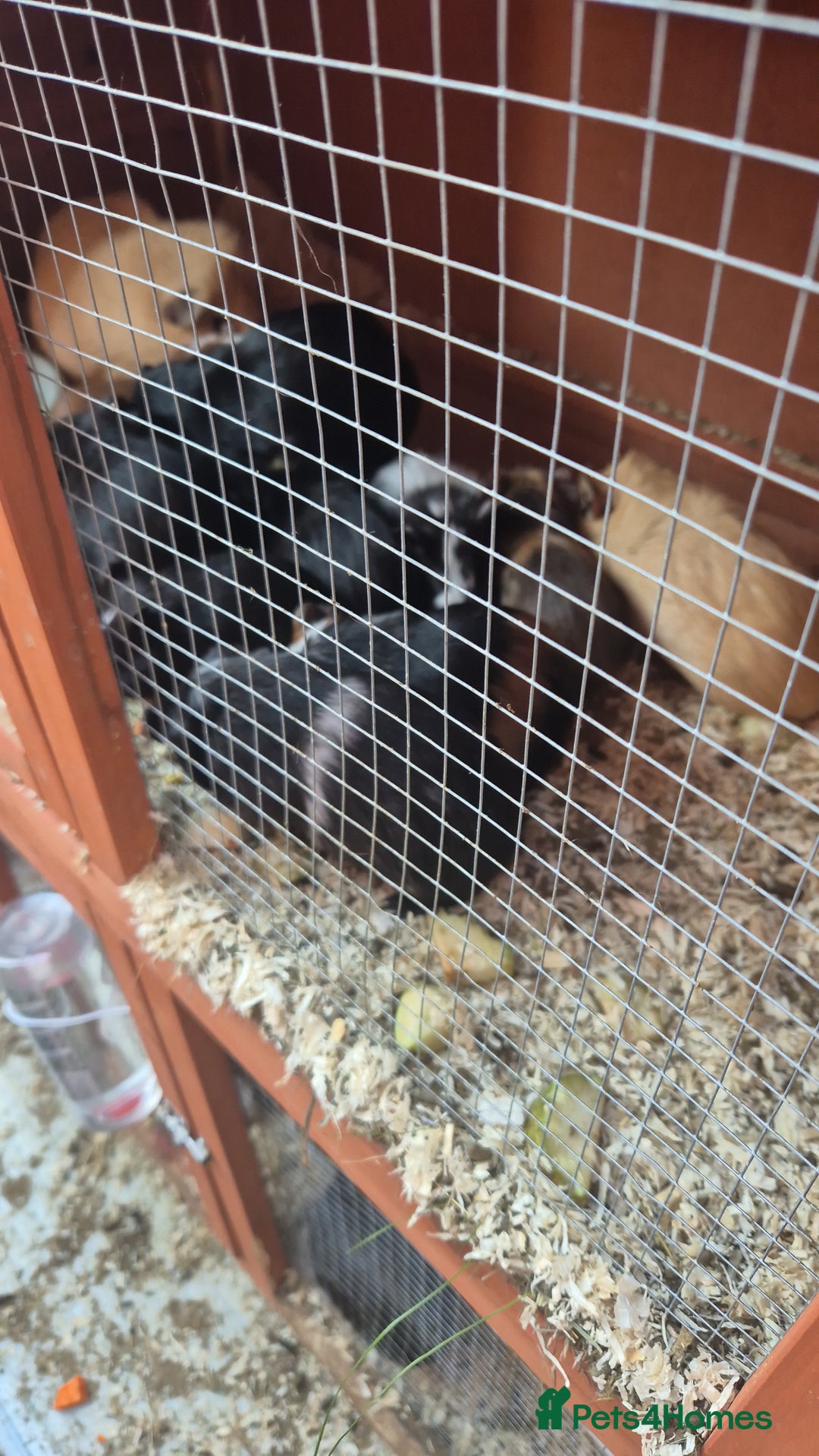 Guinea Pig rodents for sale: Baby guinea pigs - Image 3