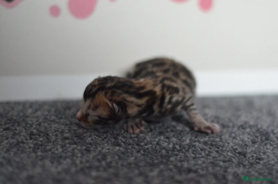 Bengal cats for sale: 🧬LIMITED BENGAL KITTENS🧬 2 females left - Advert 30