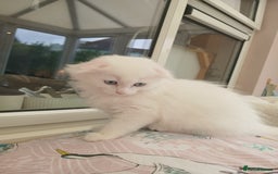 Scottish Fold cats for sale: Scottish folds with hearts of gold - Image 1