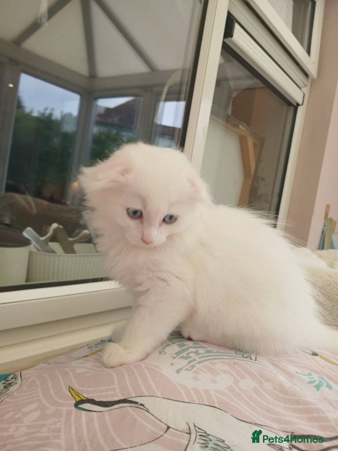 Scottish Fold cats for sale: Scottish folds with hearts of gold - Image 1