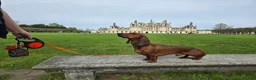 Dachshund dogs for stud: KC Standard smooth red hair dachshund  stud in Banbury - Advert 5