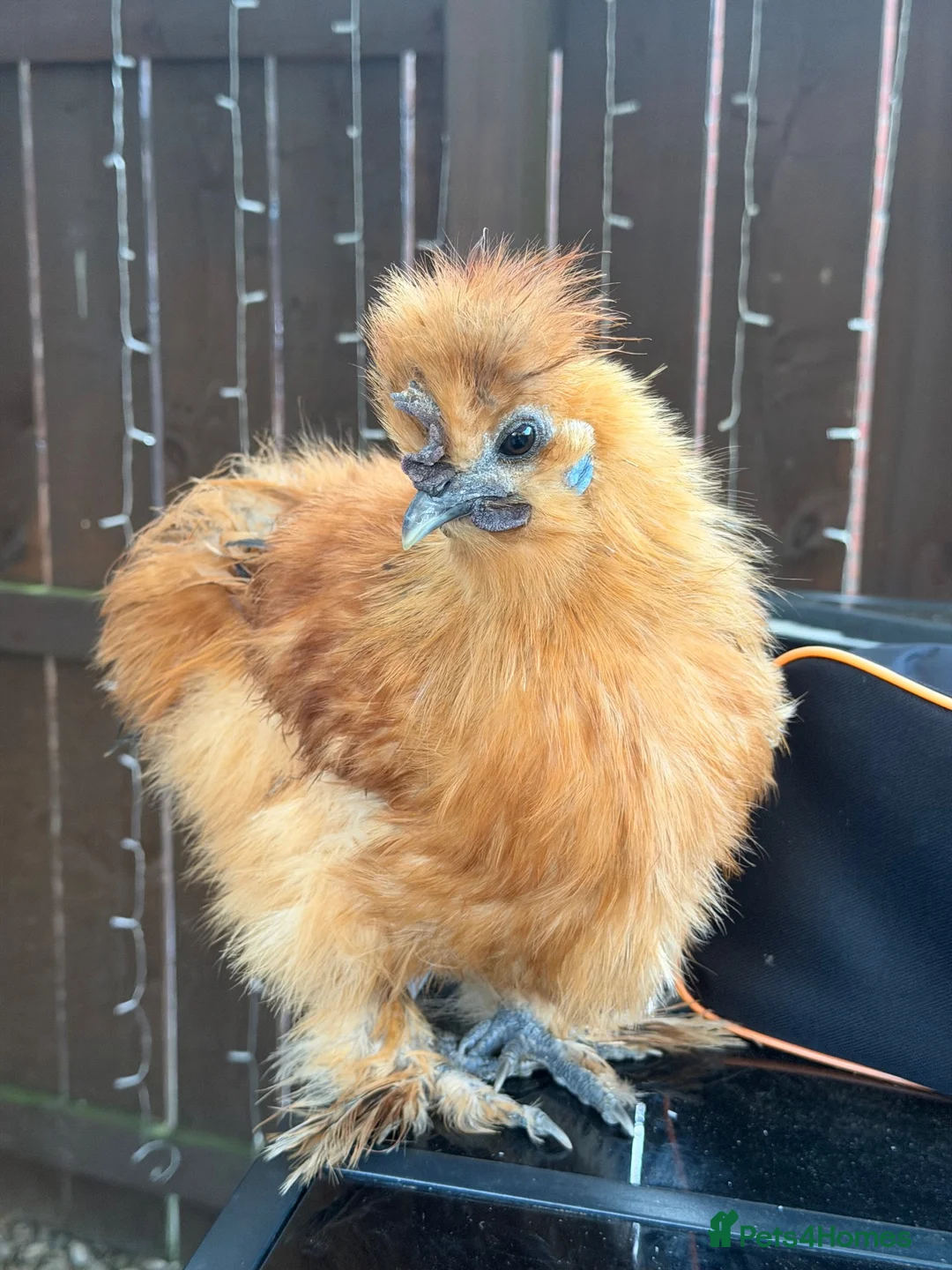 Chickens poultry for sale: Pair of Silkies - Advert 1