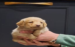 Labradoodle dogs for sale: Gorgeous Miniature Labradoodles - Advert 8