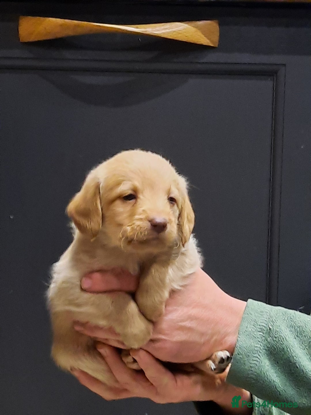 Labradoodle dogs for sale: Gorgeous Miniature Labradoodles - Advert 8