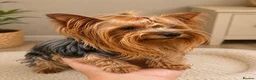 Yorkshire Terrier dogs for sale: Mini Yorkshire Terrier Puppies  - Advert 18