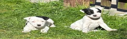 Jack Russell dogs for sale: Beautiful Jack Russell bitch pups in Birmingham - Advert 12