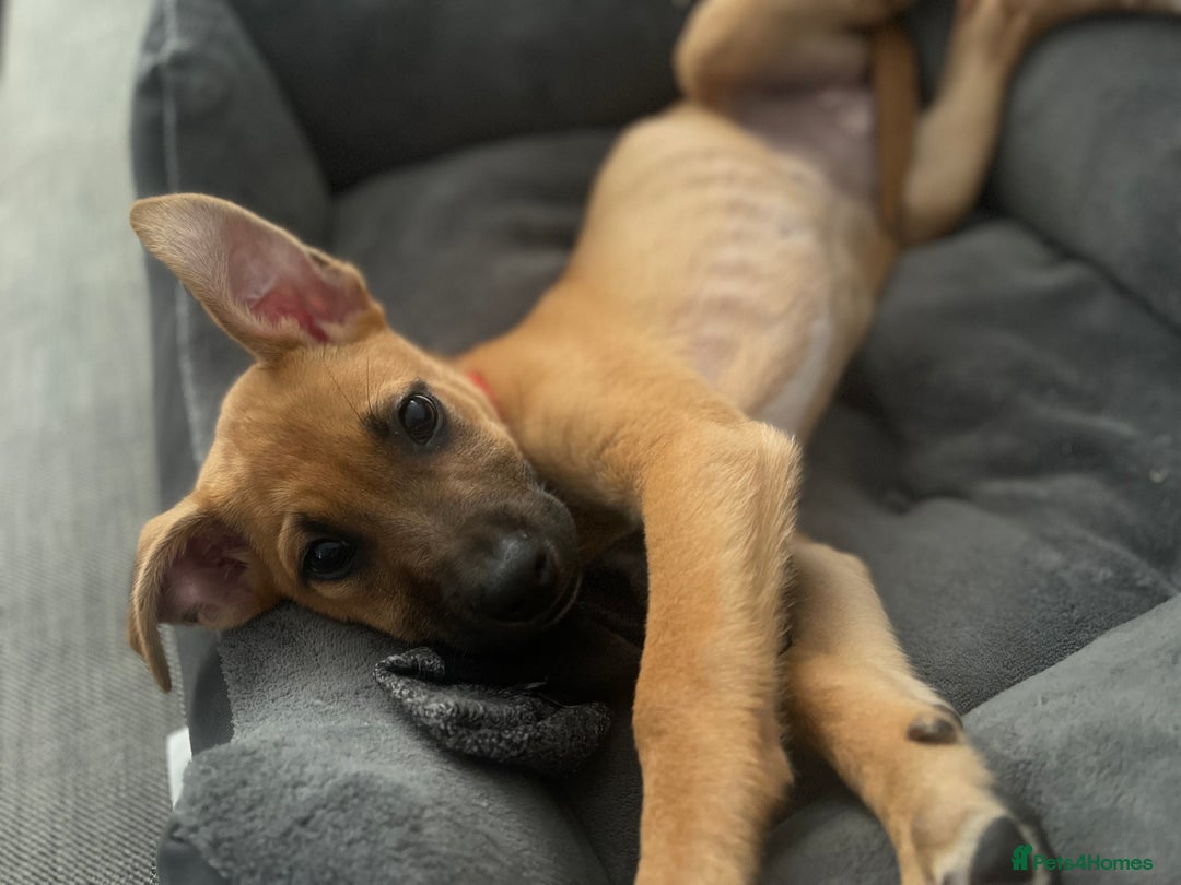 Mixed Breed dogs for sale: Puppy for sale  - Image 2