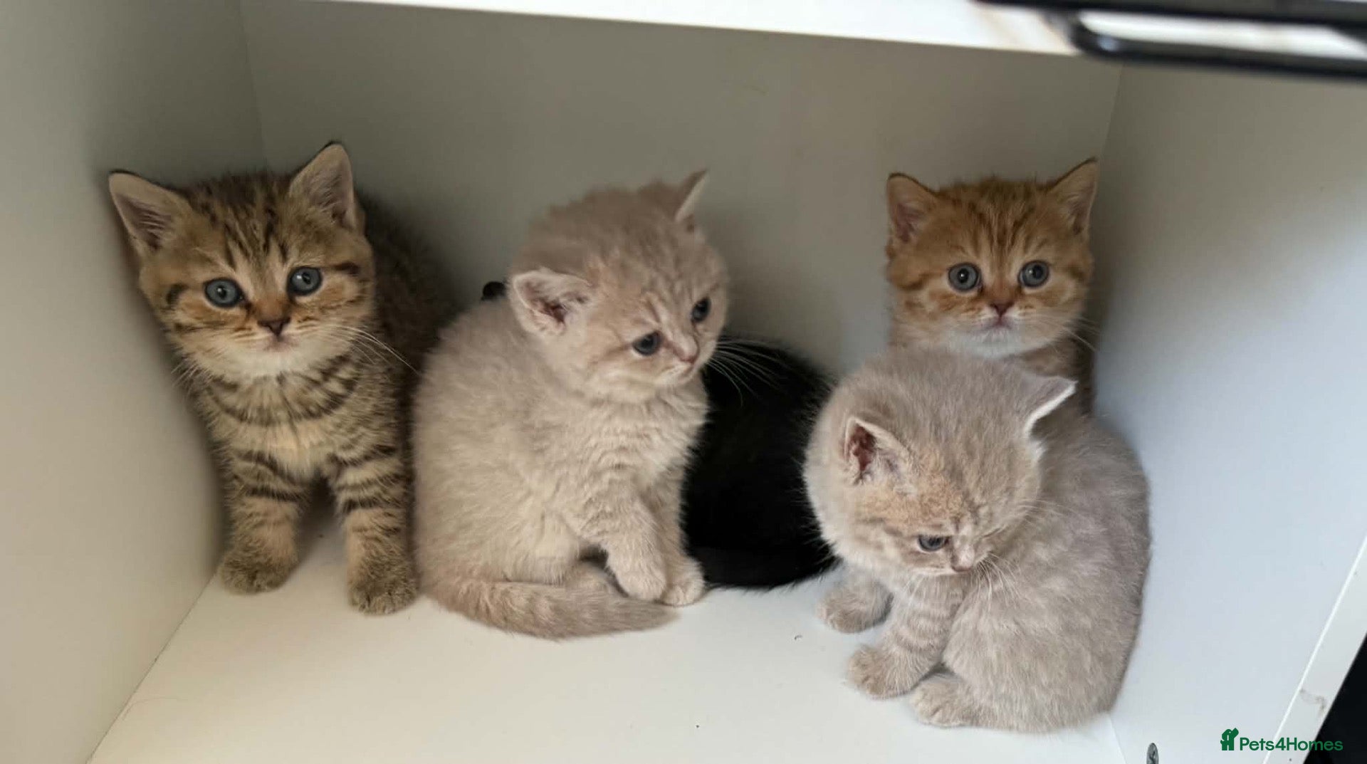 Scottish Fold cats Exceptional litter of Scottish fold/ straight😍😍 - Advert 2