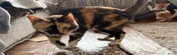 Mixed Breed cats for sale: 3 x kittens - Advert 1