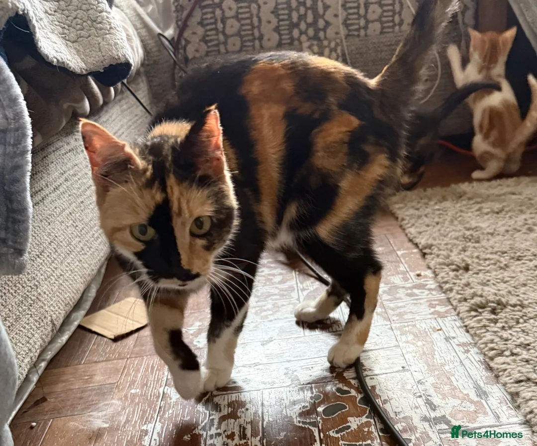Mixed Breed cats for sale: 3 x kittens - Advert 1