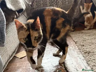 Mixed Breed cats 3 x kittens - Advert 1