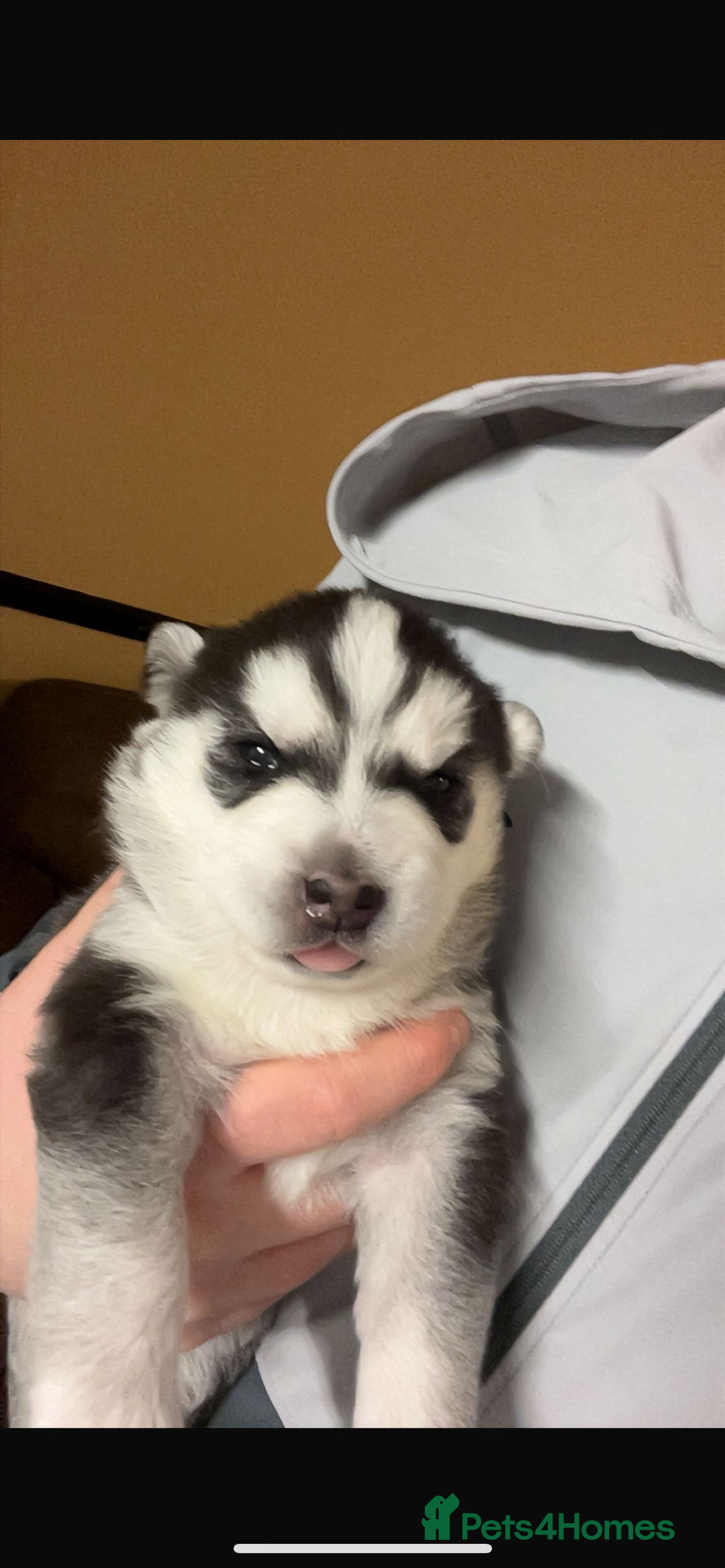 Siberian Husky dogs for sale: 2 beautiful puppy’s  - Advert 8