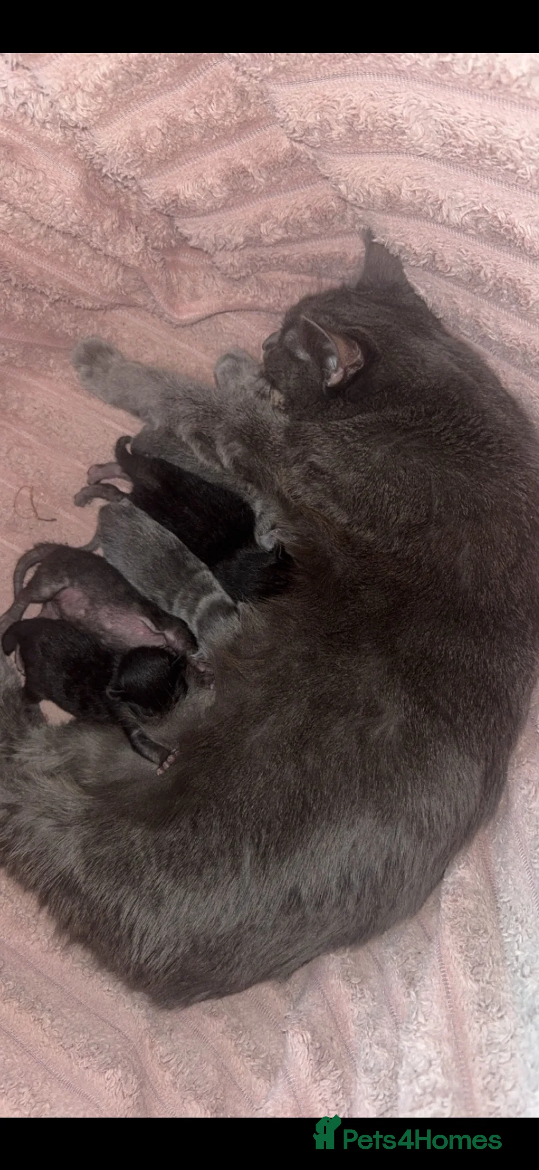 Mixed Breed cats for sale: Domestic short hair x ragdoll - Advert 1