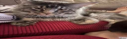 Maine Coon cats for sale: Russian Xl Maine coon Smokey  - Advert 7
