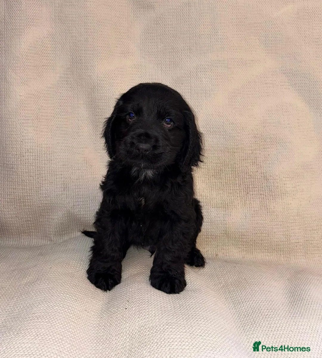 Cocker Spaniel dogs for sale: Cocker Spaniel Puppies - Advert 4