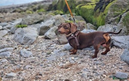 Dachshund dogs for stud: Mini short haired dachshund  in Lancaster - Image 5