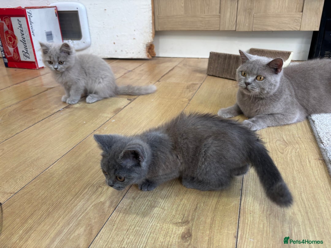 British Longhair cats for sale: 5 stunning British blues  - Image 16